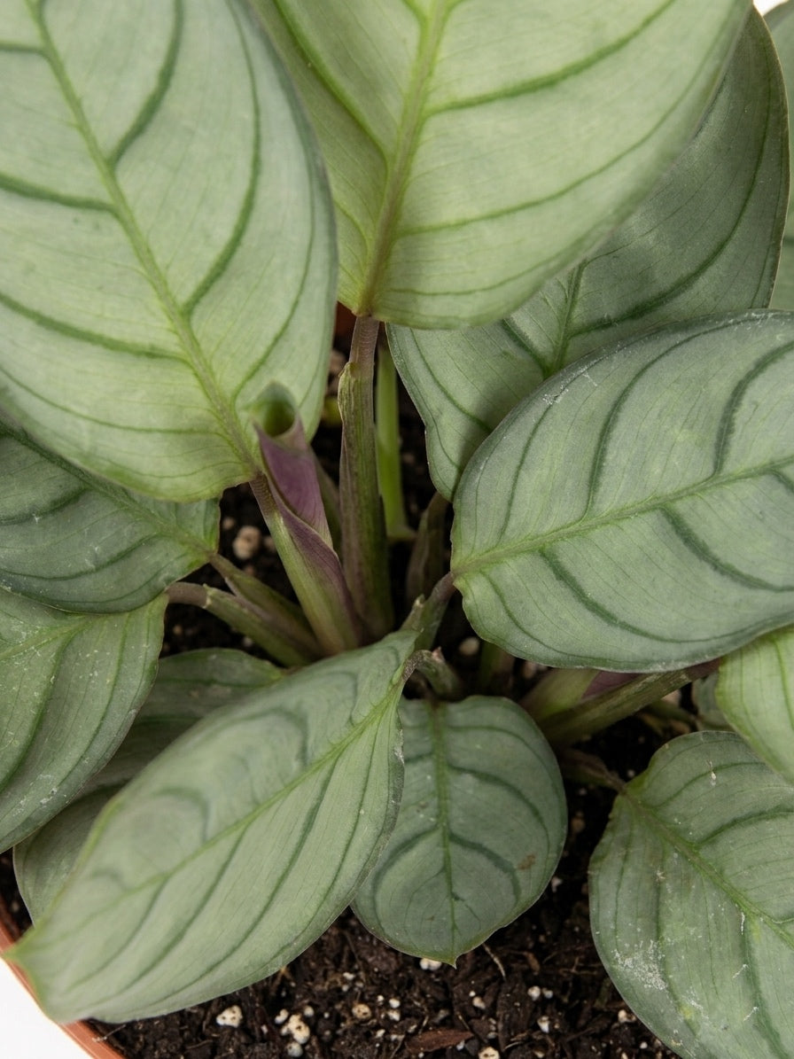 Calathea Amagris