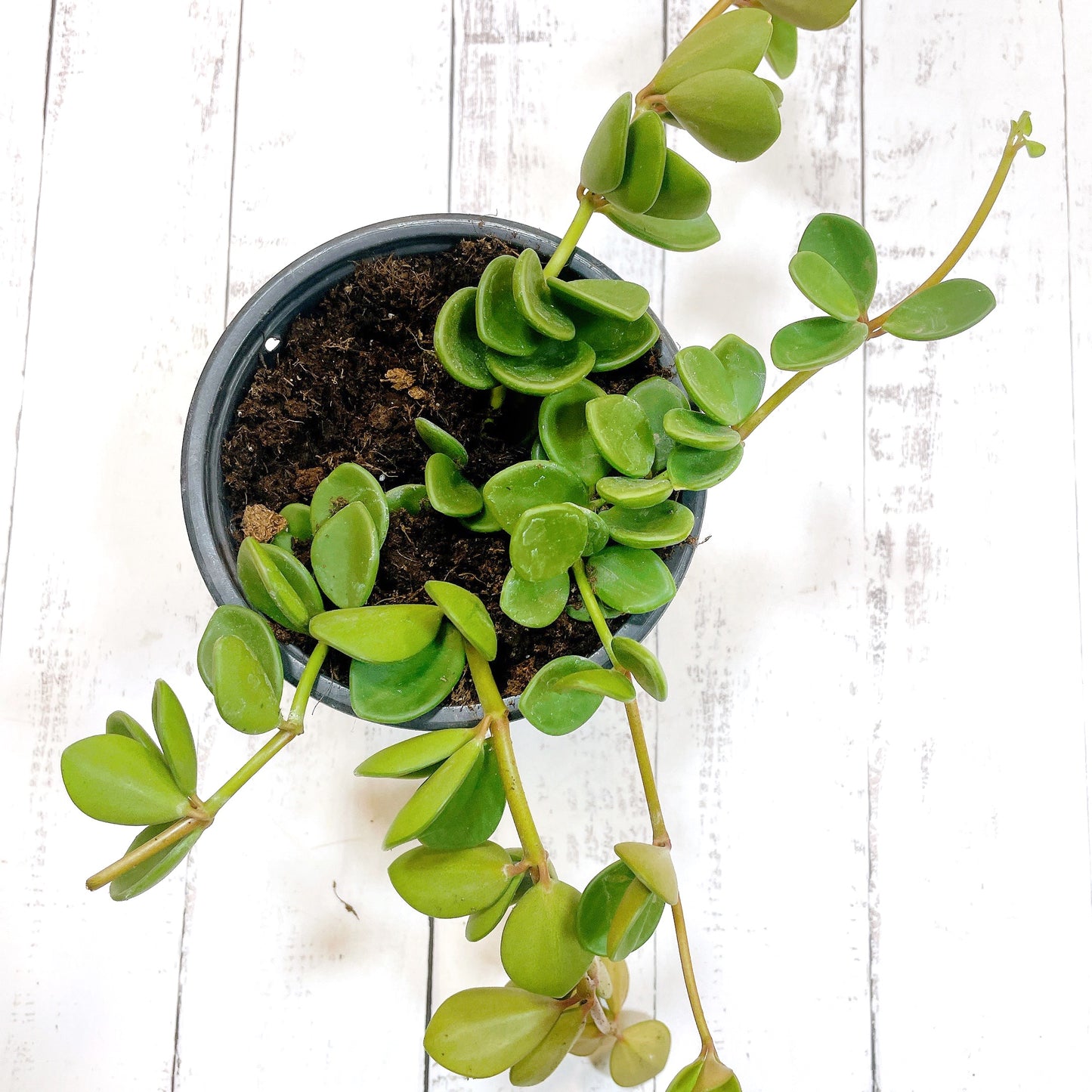Peperomia Hope