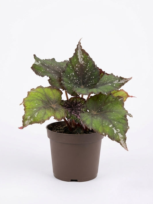 Begonia Rex Galaxy
