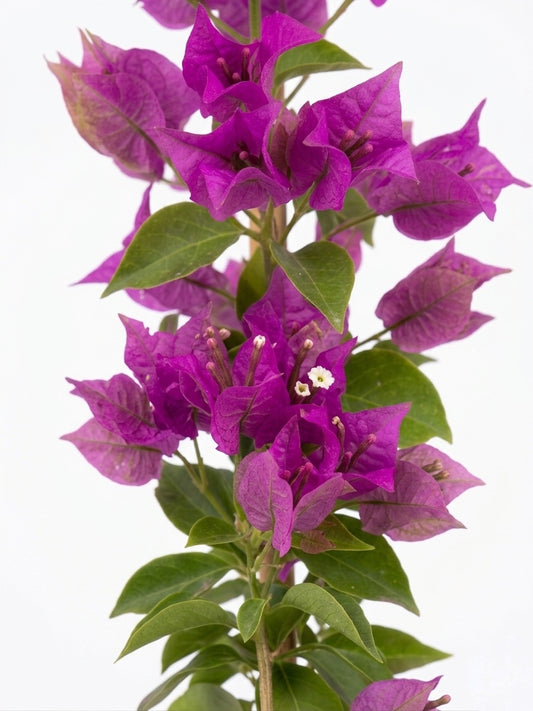 Bugambilia