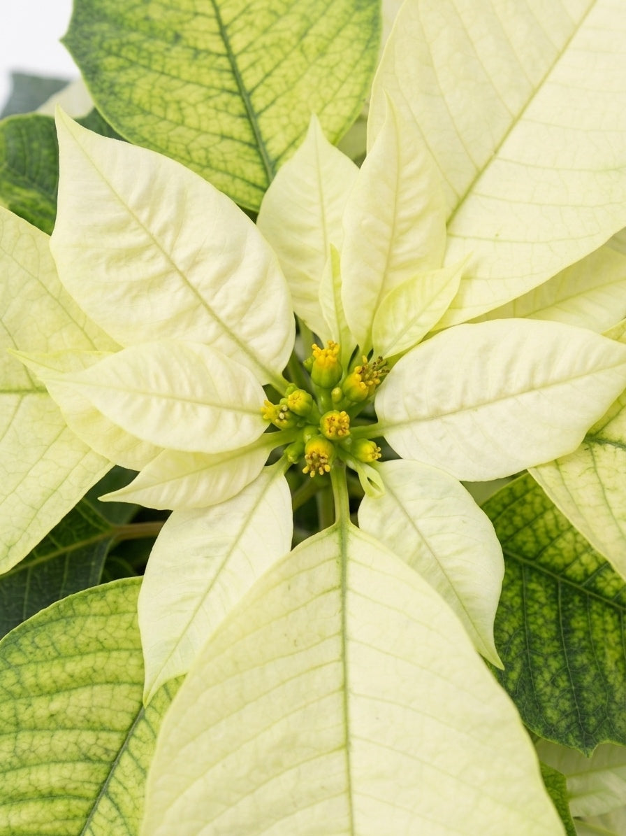 Corona del inca o poinsettia Amarilla