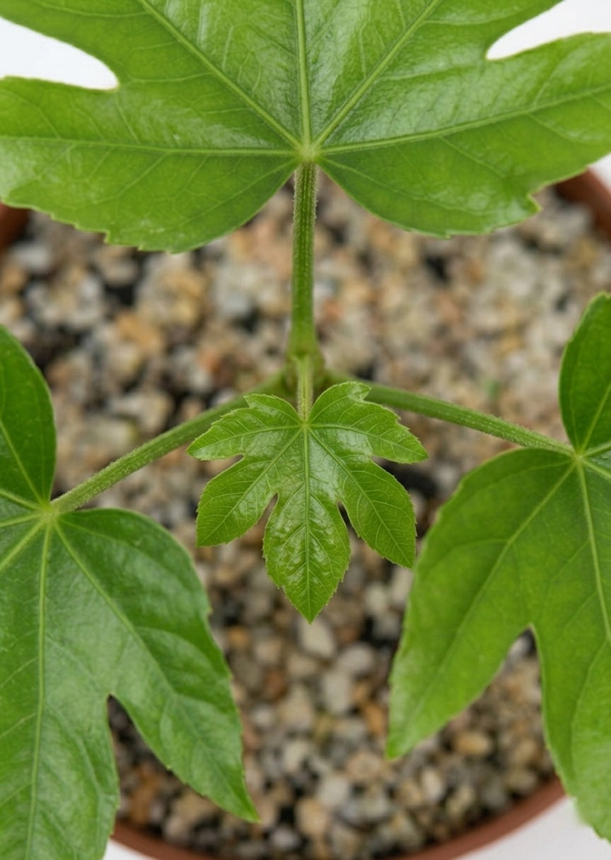 Aralia Japonica (Fatsia Japonica)