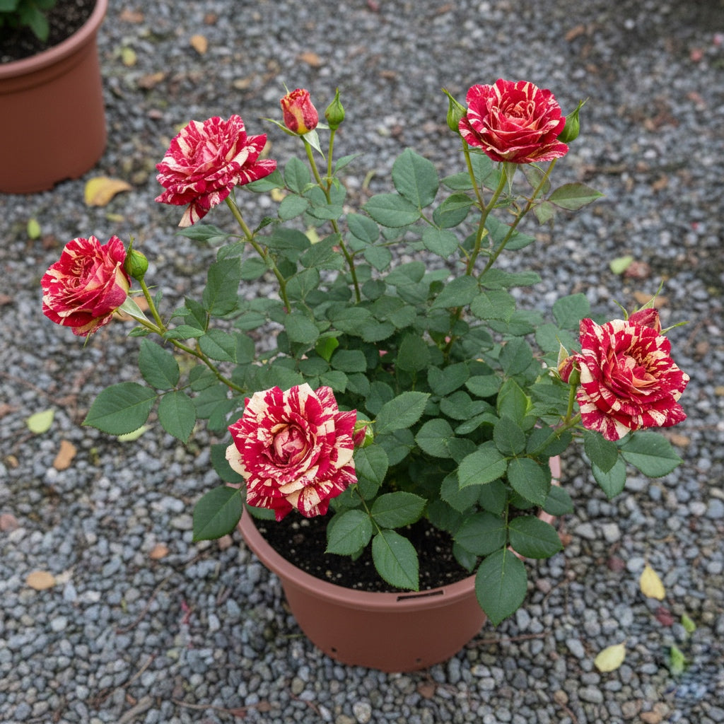 Rosa tigre o Abracadabra