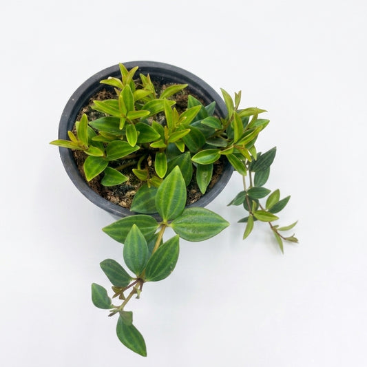 Peperomia Puteolata
