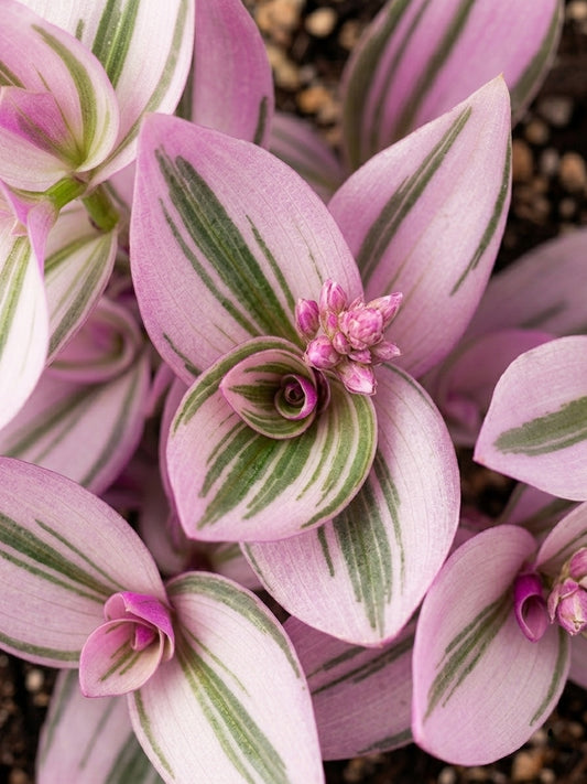 Tradescantia Rose