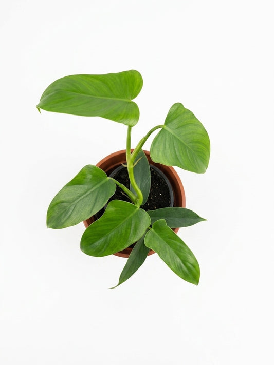 Philodendro Panduriforme
