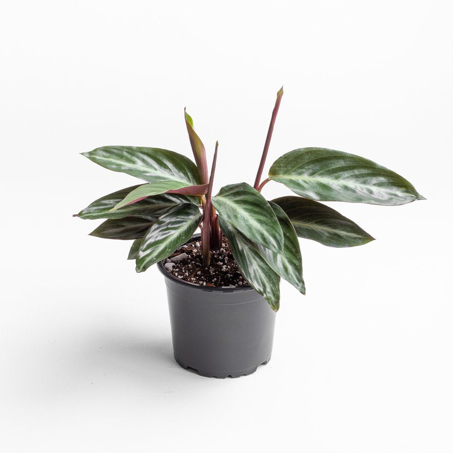 Calathea Stromanthe Sanguinae