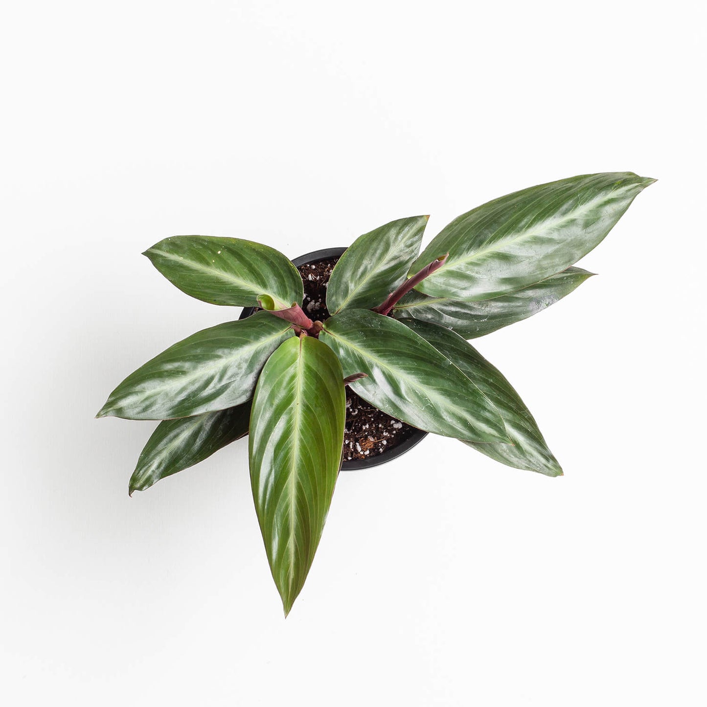 Calathea Stromanthe Sanguinae