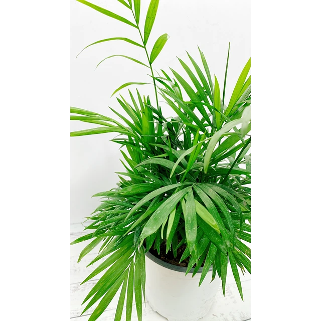 Palmera Chamadorea