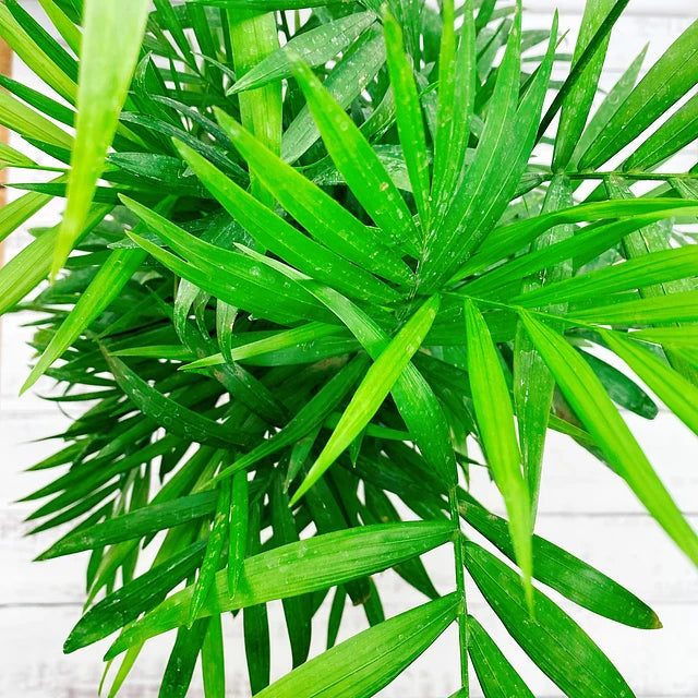 Palmera Chamadorea
