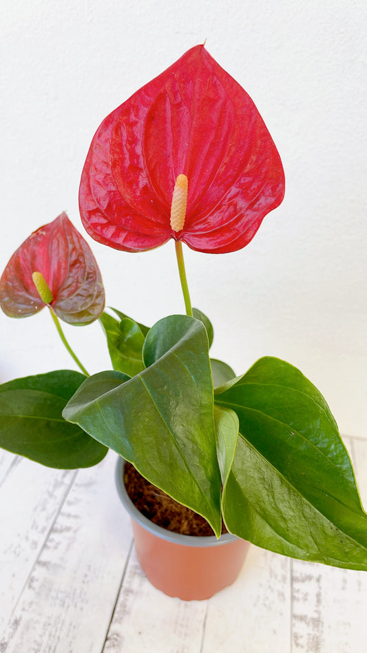 Anthurium Rojo