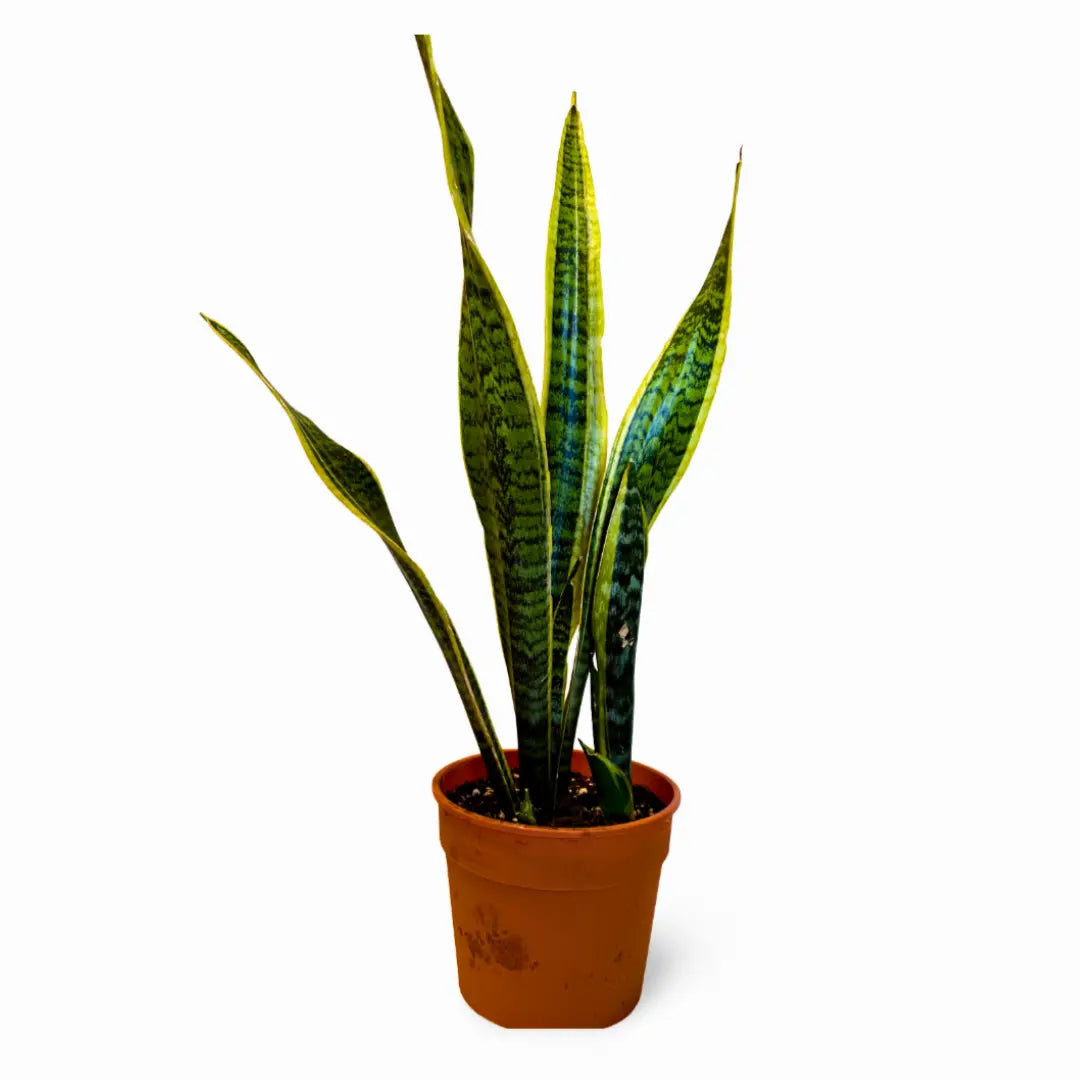 Sansevieria Laurentii