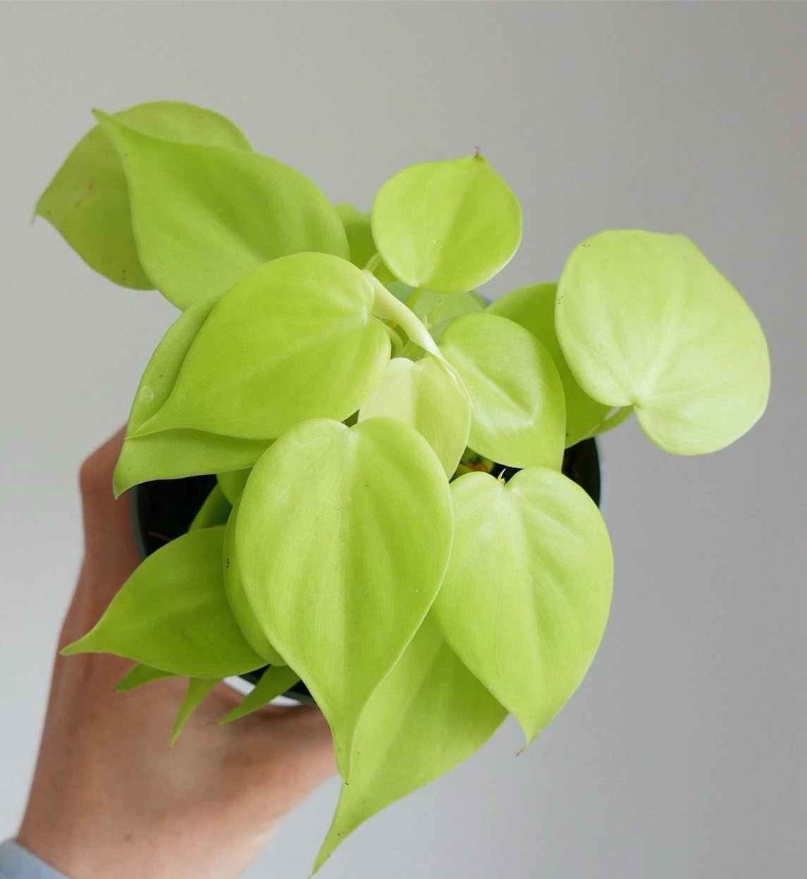 Ph. Cordatum lemon Lime