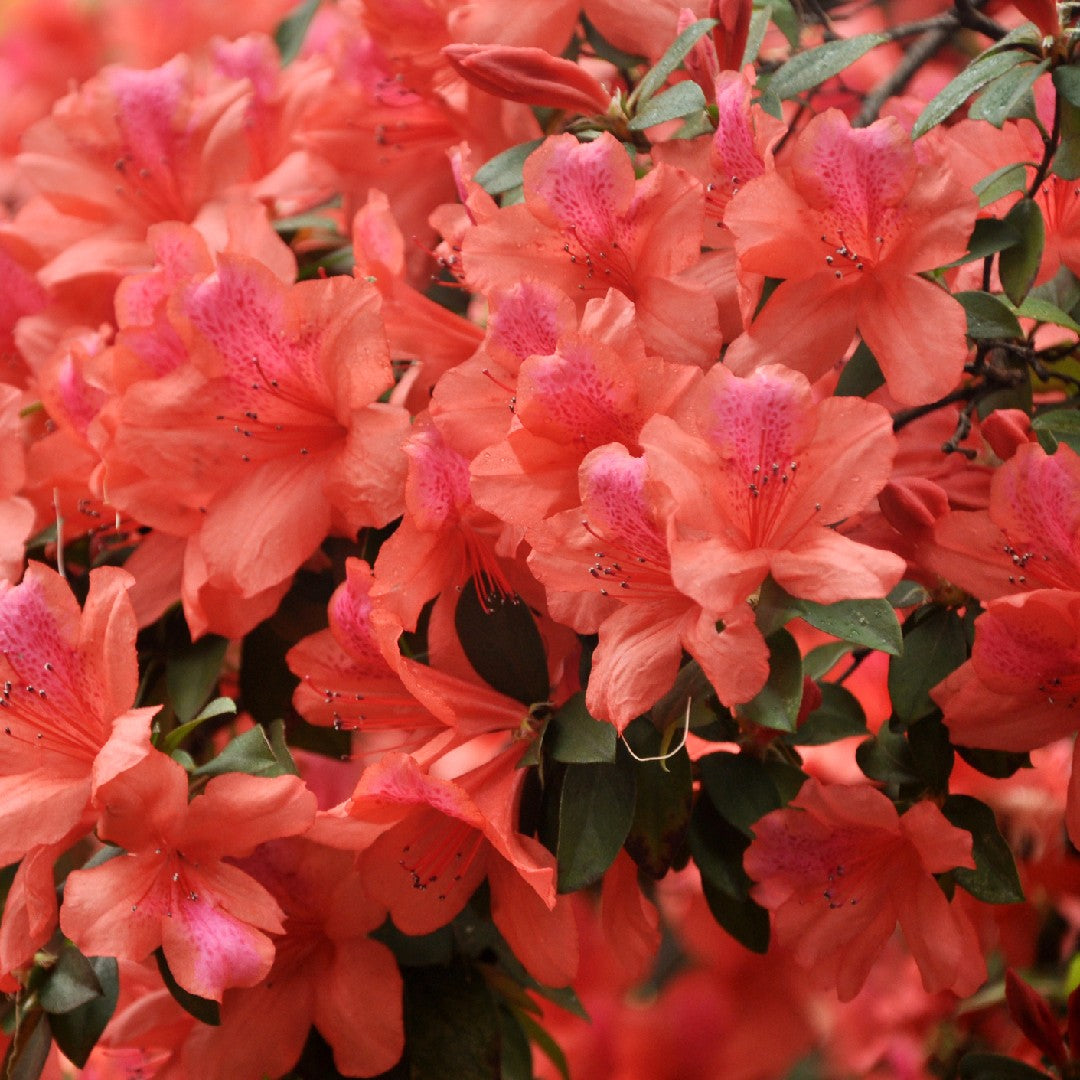 Azalea Robusta