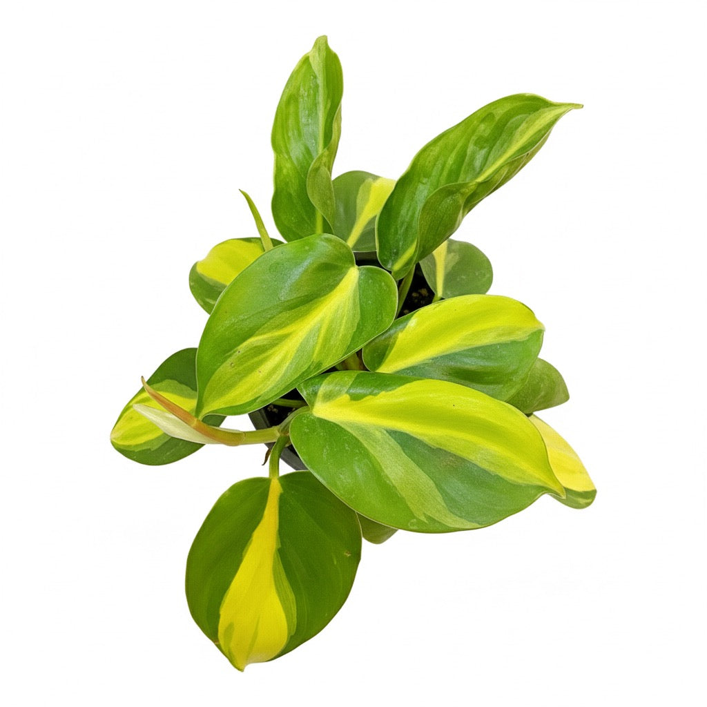 Philodendro Cordatum Brasil