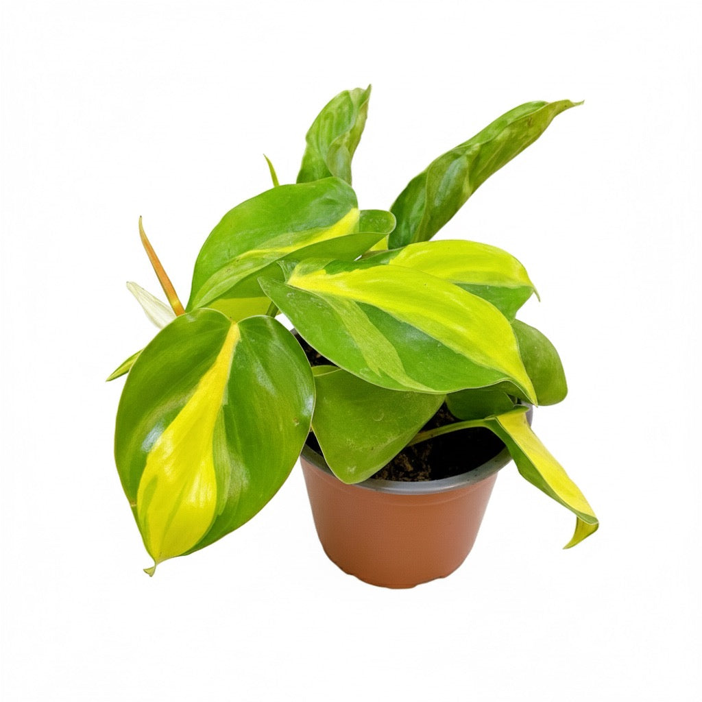Philodendro Cordatum Brasil