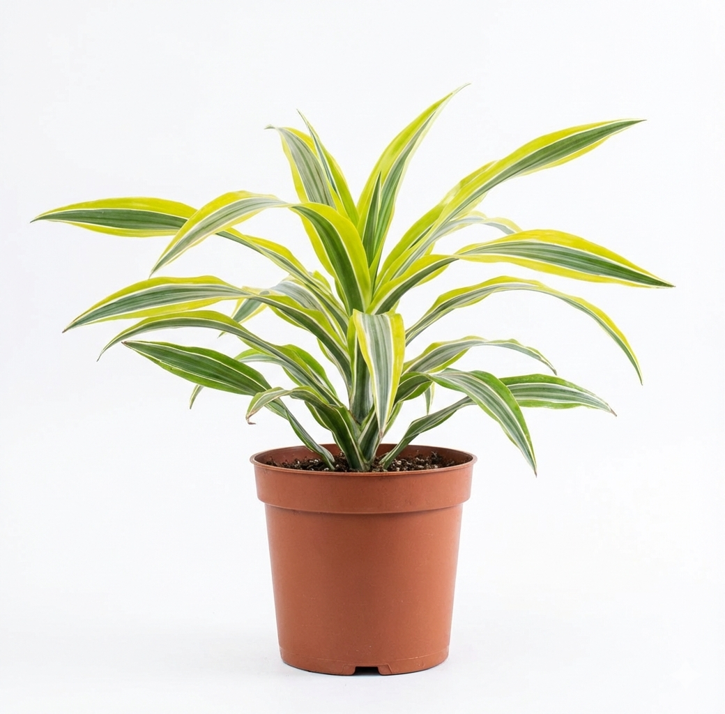 dracaena lemon cuidados Dracena Lemon Lime – La Cazaplantas