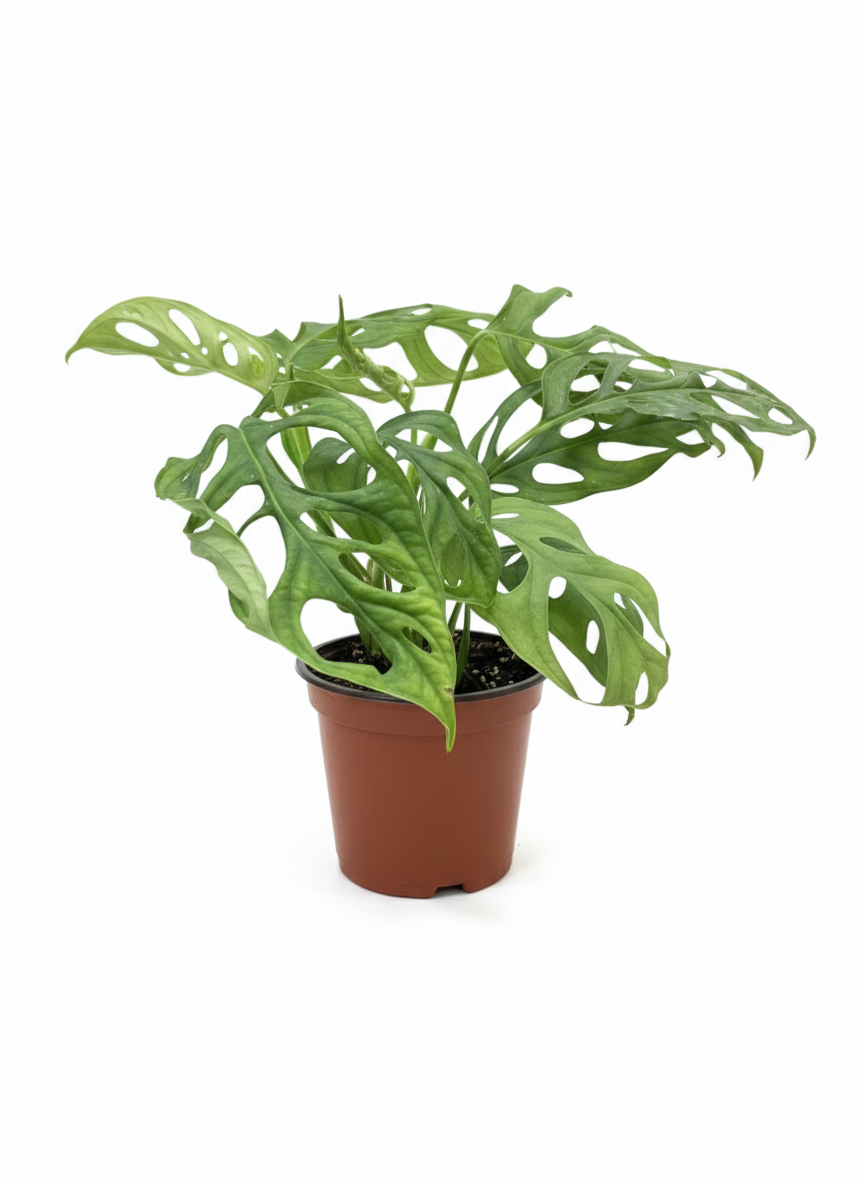planta la monstera Monstera Adansonni – La Cazaplantas