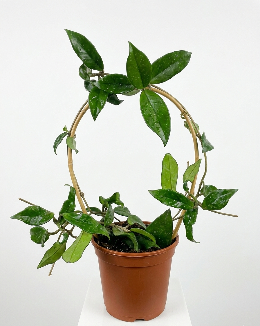 Hoya Carnosa / Clepia
