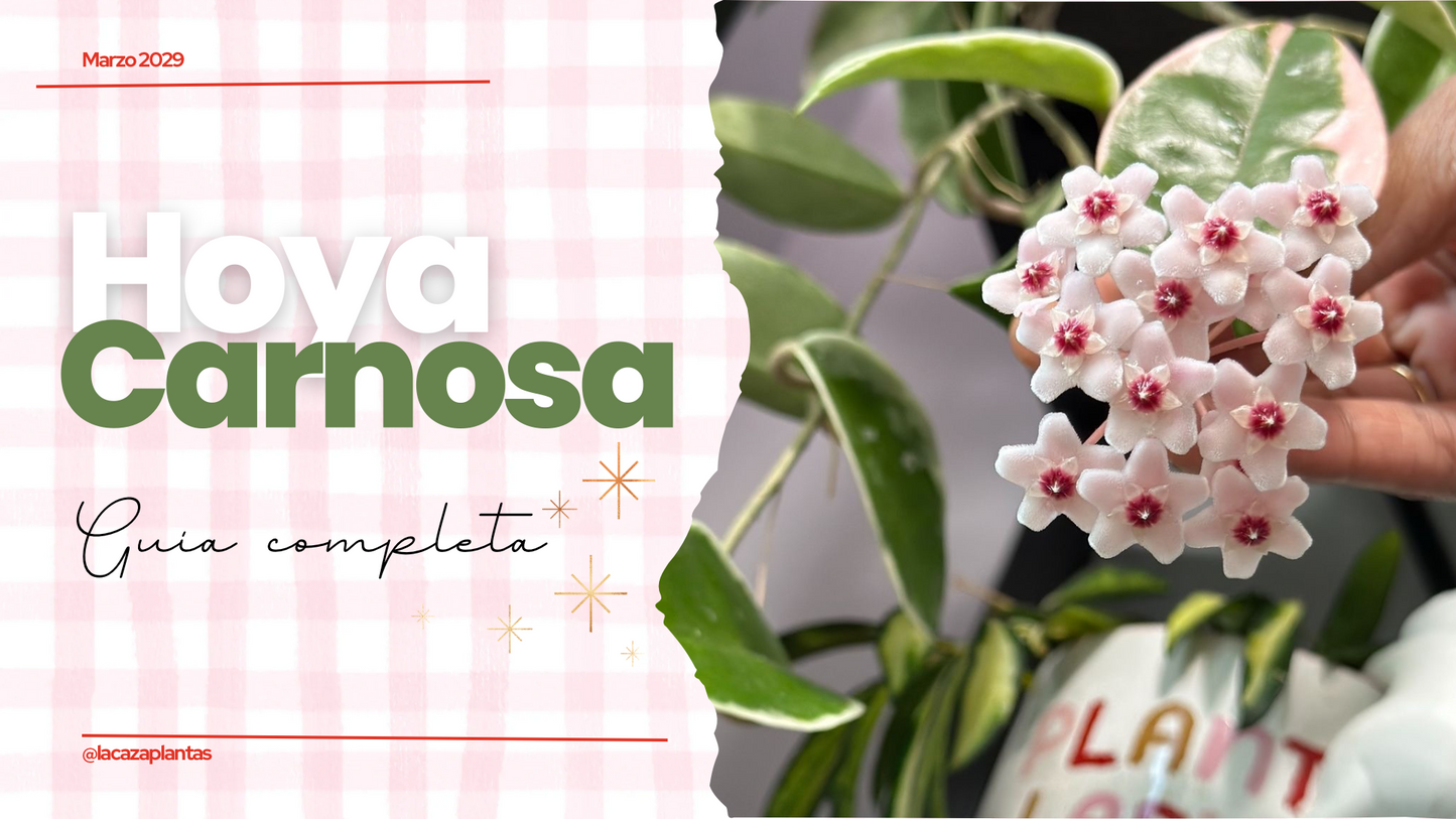 Guía de Cuidados Hoya Carnosa