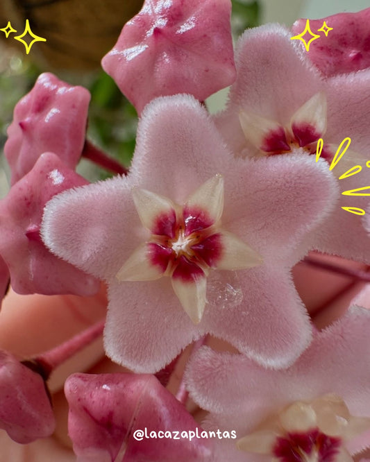 Hoya Carnosa / Clepia