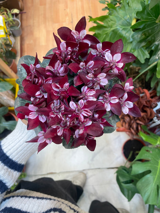 Cyclamen Djix