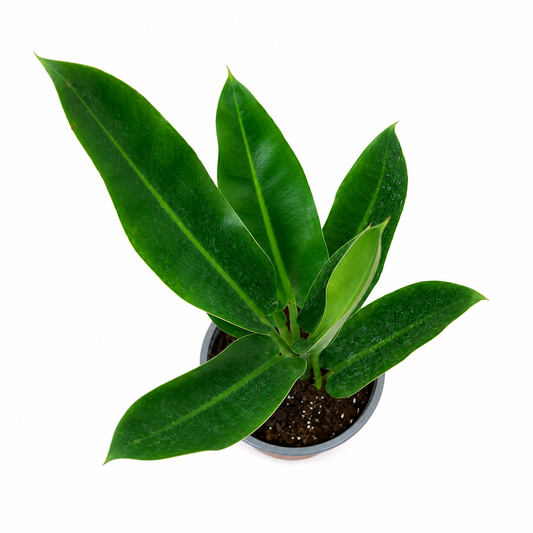 Philodendro Longifolio