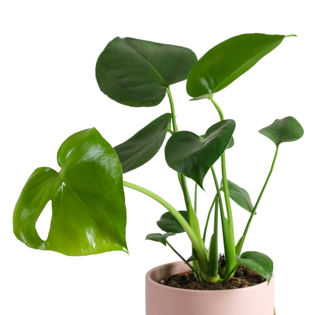 Monstera Deliciosa 50 cm