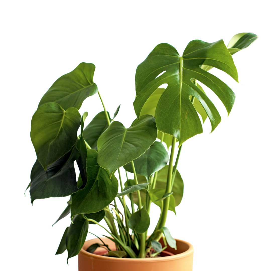 planta la monstera Monstera Deliciosa Doble – La Cazaplantas