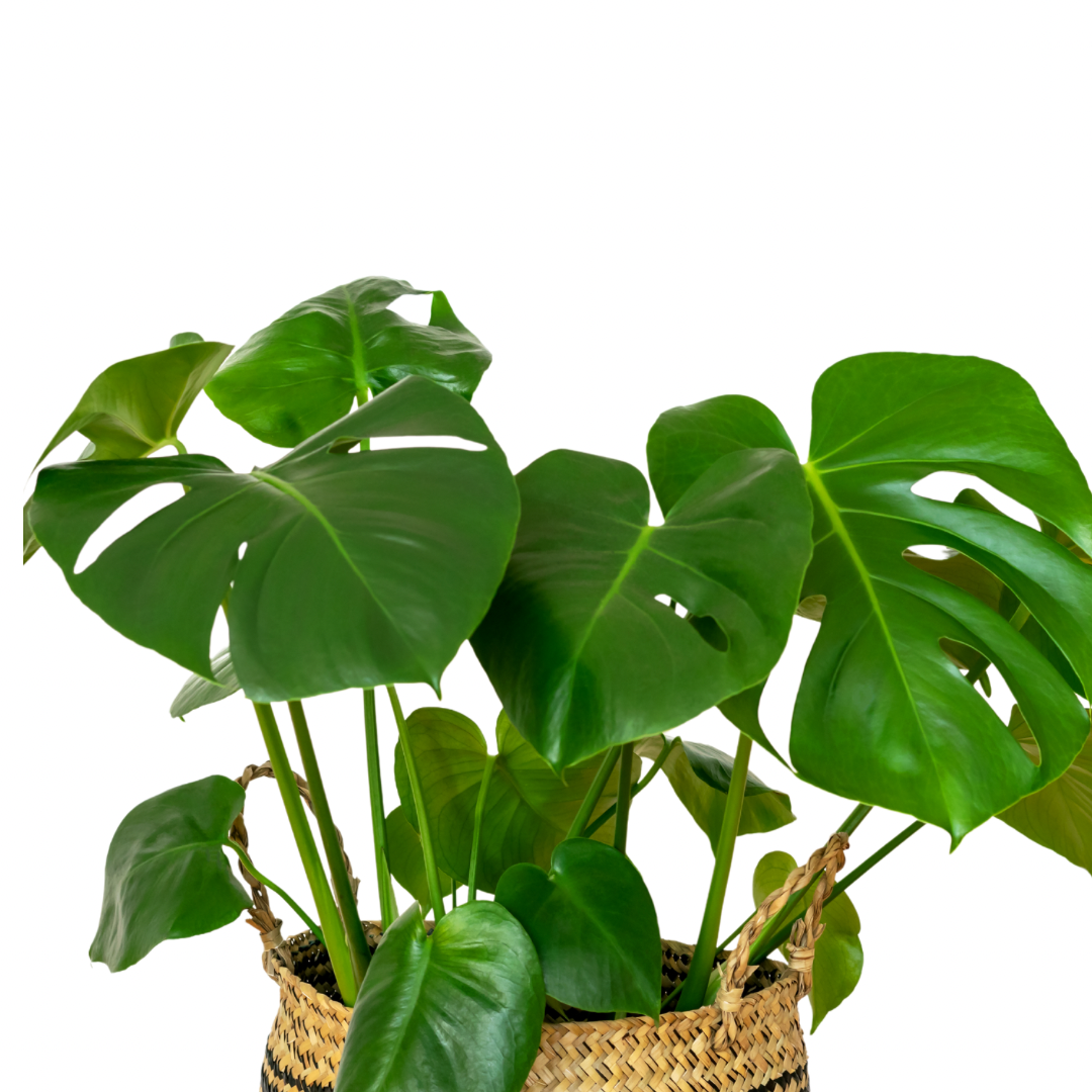 Monstera Deliciosa 80 cm