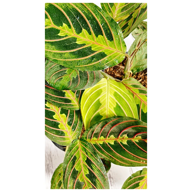 Maranta Leuconera