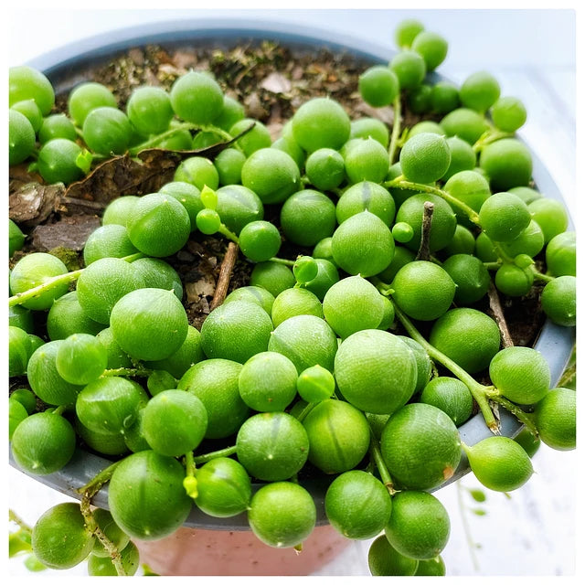 Rosario (curio rolewyanus)