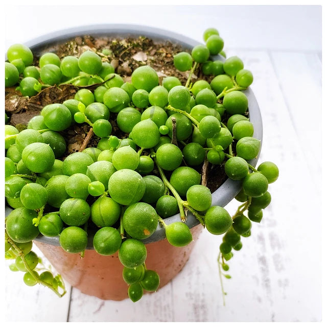 Rosario (curio rolewyanus)