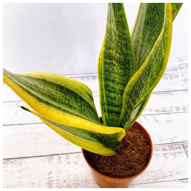 Sansevieria Laurentii