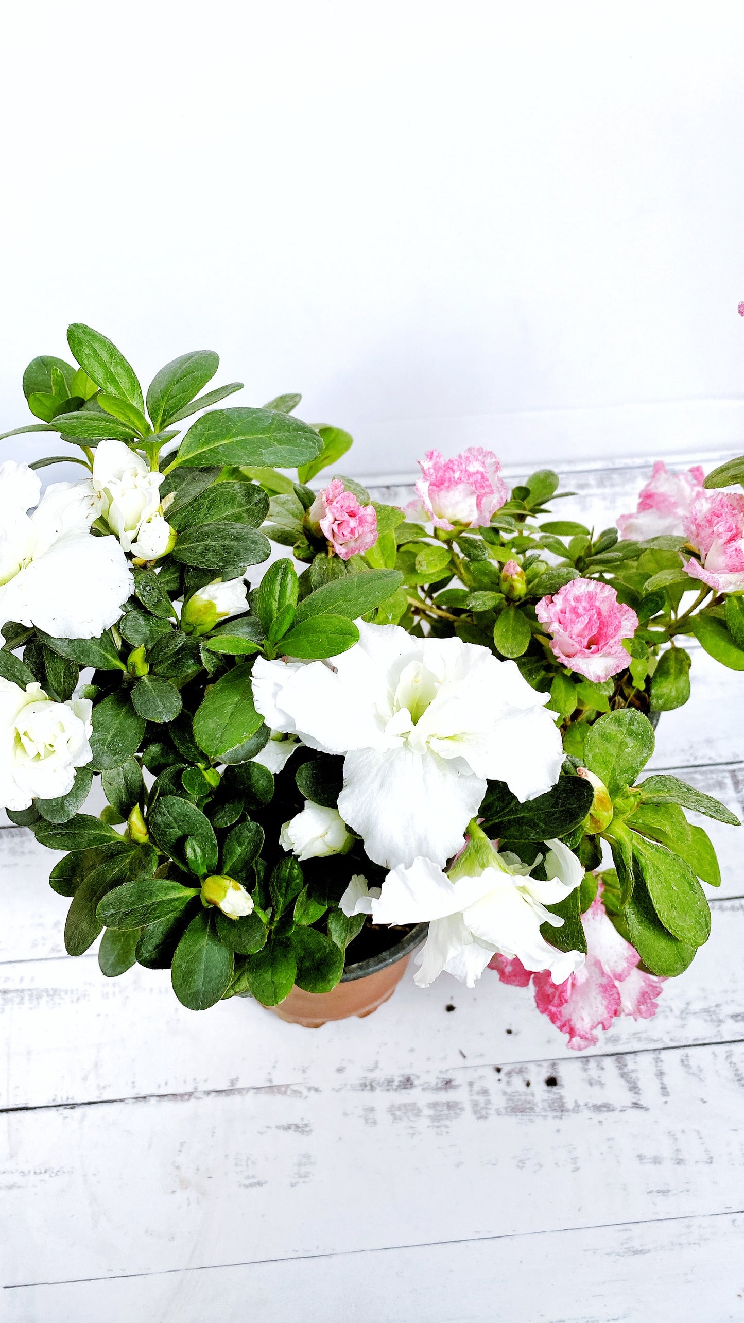 Azaleas