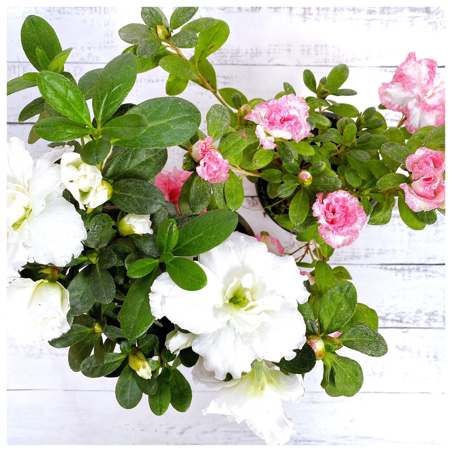 Azaleas