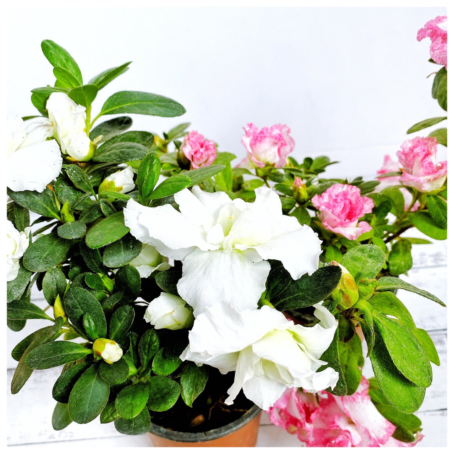 Azaleas