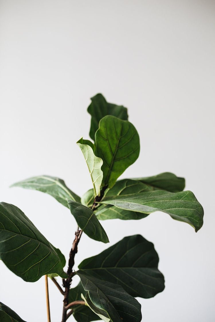 Ficus Lyrata