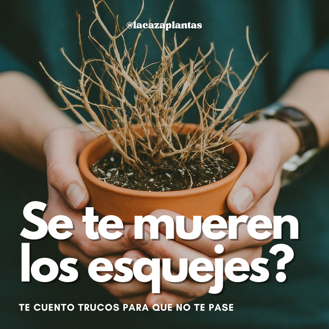 ¿Se te mueren tus esquejes?