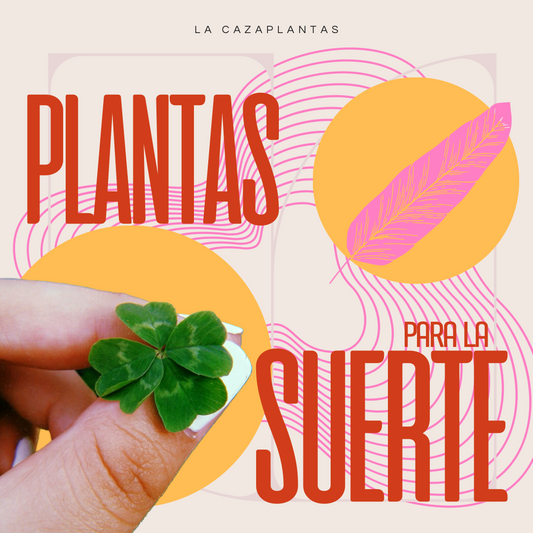 Plantas de la buena suerte: Verde y prosperidad en tu hogar