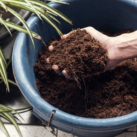 Un Sustrato de Calidad: La clave para un jardín floreciente