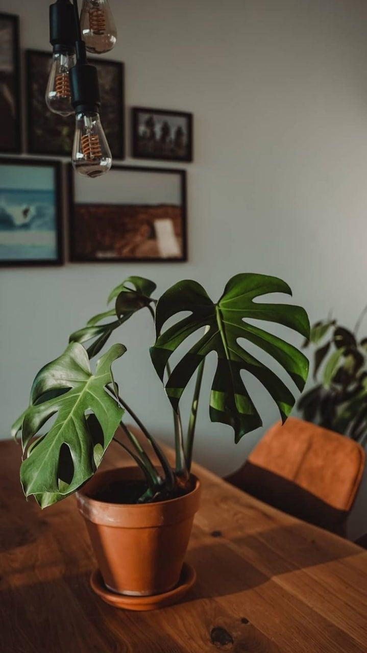 Cuidado de la Monstera Deliciosa en Invierno: Consejos para Mantenerla Saludable