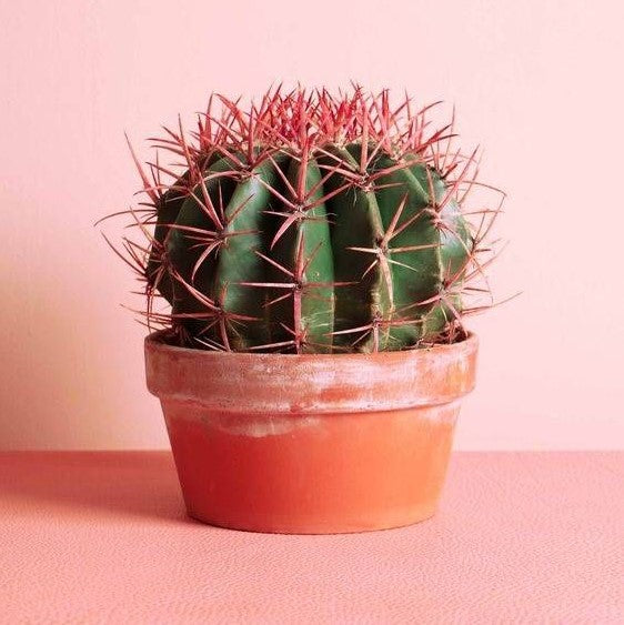 Los mejores consejos para el cuidado de cactus y suculentas