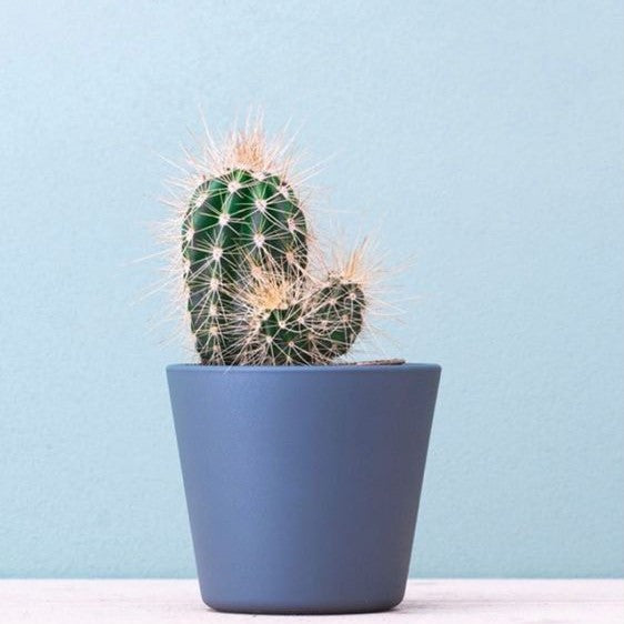 10 cosas que no sabías sobre los cactus