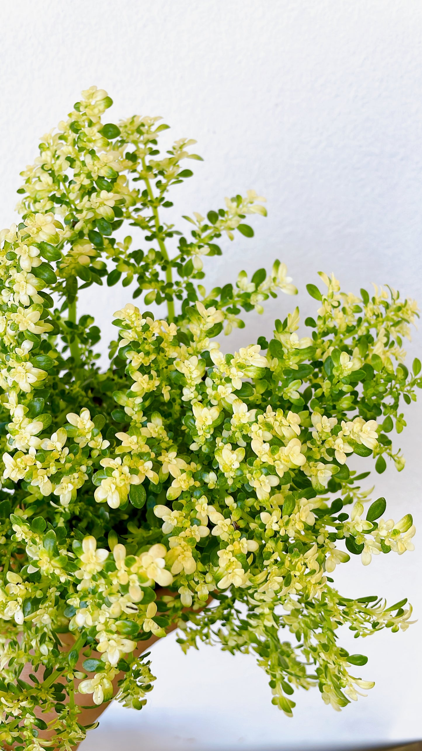 Helecho arroz variegado