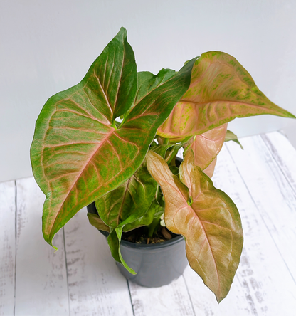 Singonio María