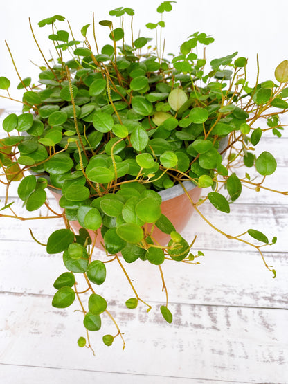 Peperomia pepperspot