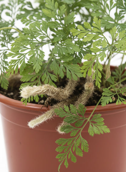 Helecho Pata de Conejo Mini – Planta de interior 🌿