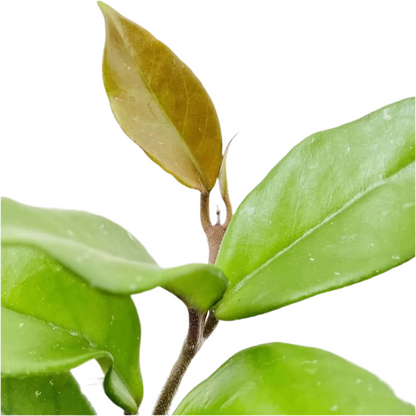 Hoya Carnosa / Clepia