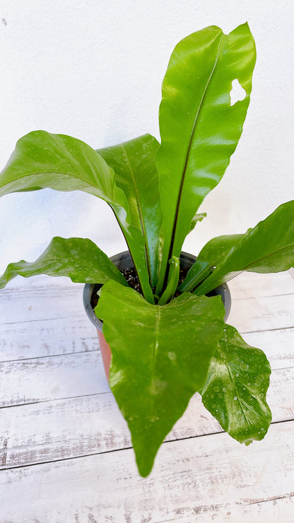 Asplenium Nidus/ Helecho Nido qde ave 🪺